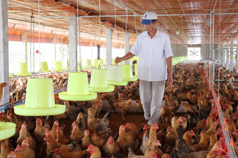 Ngành chăn nuôi Việt Nam đang phát triển rất sôi động, nhưng lợi nhuận của người chăn nuôi vẫn bấp bênh.