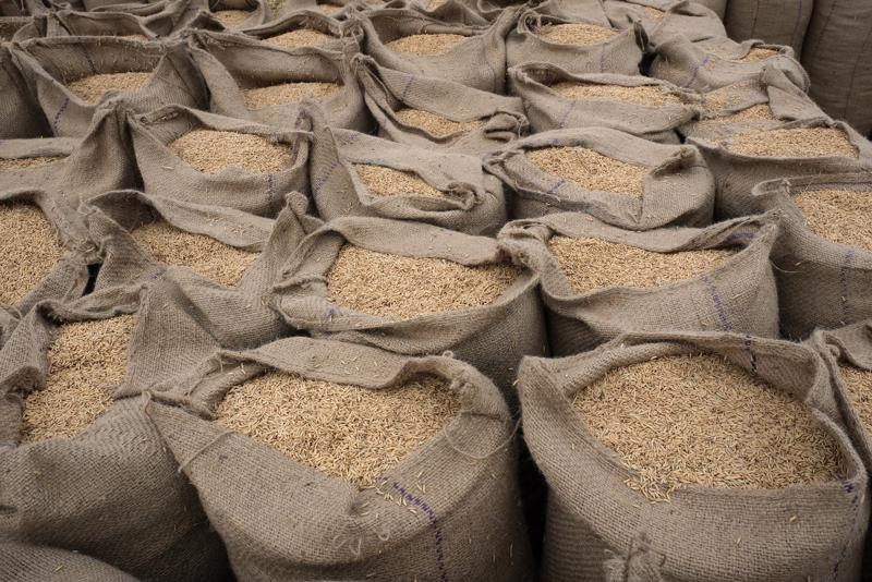 Các đơn hàng nhập khẩu gạo lớn từ Indonesia và Philippines đã đẩy thị trường lên cao - Ảnh: Getty Images