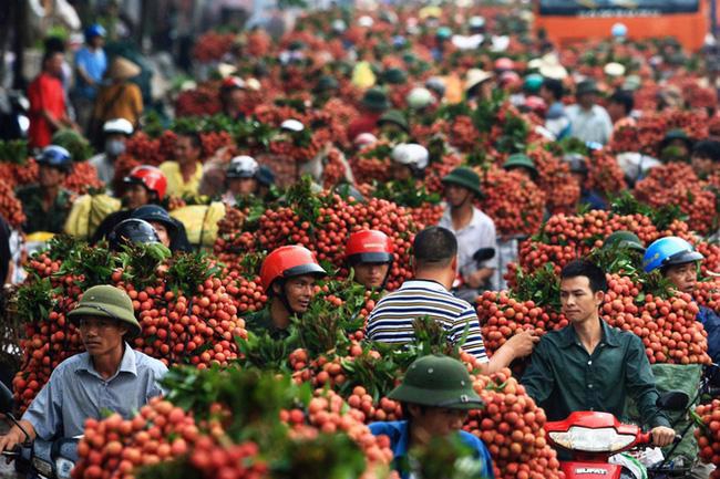 Bac Giang harvests over 200,000 tons of lychees