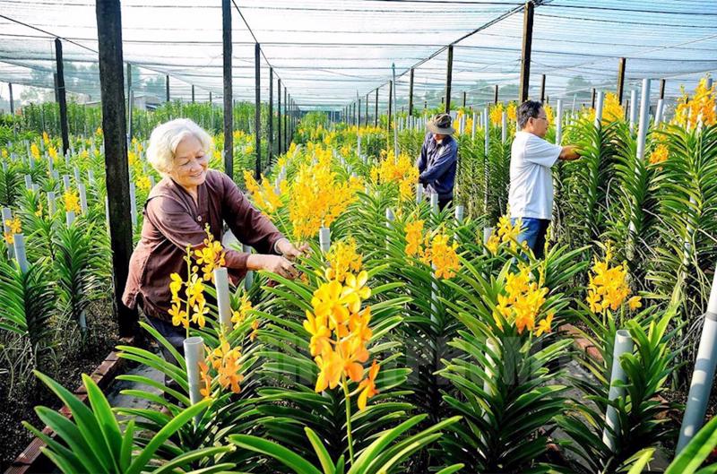 Huyện Củ Chi nổi tiếng với các vườn hoa lan, cung cấp cho thị trường thành phố và các địa phương lân cận.