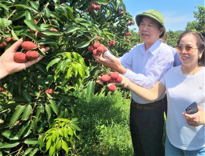 Thứ trưởng Bộ Nông nghiệp và Phát triển Nông thôn Phùng Đức Tiến thăm mô hình vải không hạt tại Thanh Hóa tháng 6 vừa qua