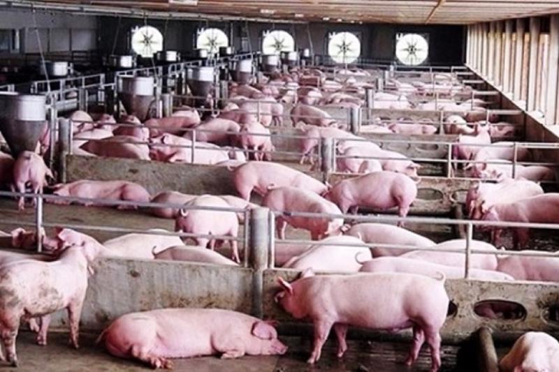 Tổng sản lượng thịt lợn 6 tháng đầu năm 2023 ước đạt hơn 2 triệu tấn, tăng 6,5% so với cùng kỳ năm2022.