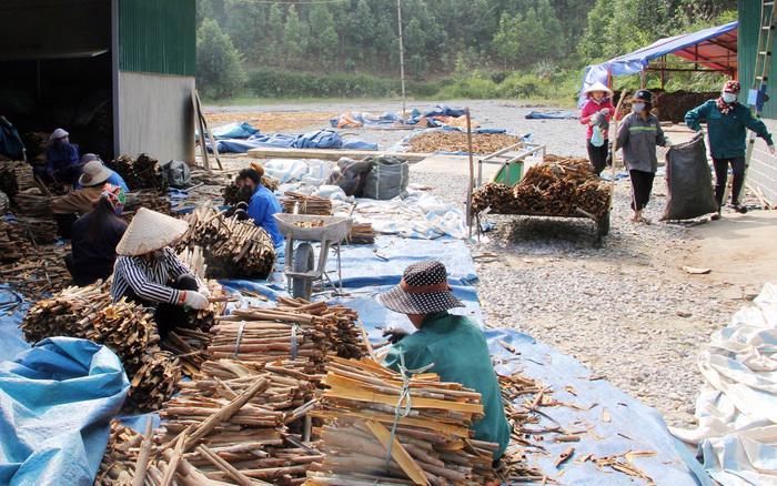 Cây quế Việt Nam có nhiều triển vọng nhưng chưa được đầu tư xứng tầm 