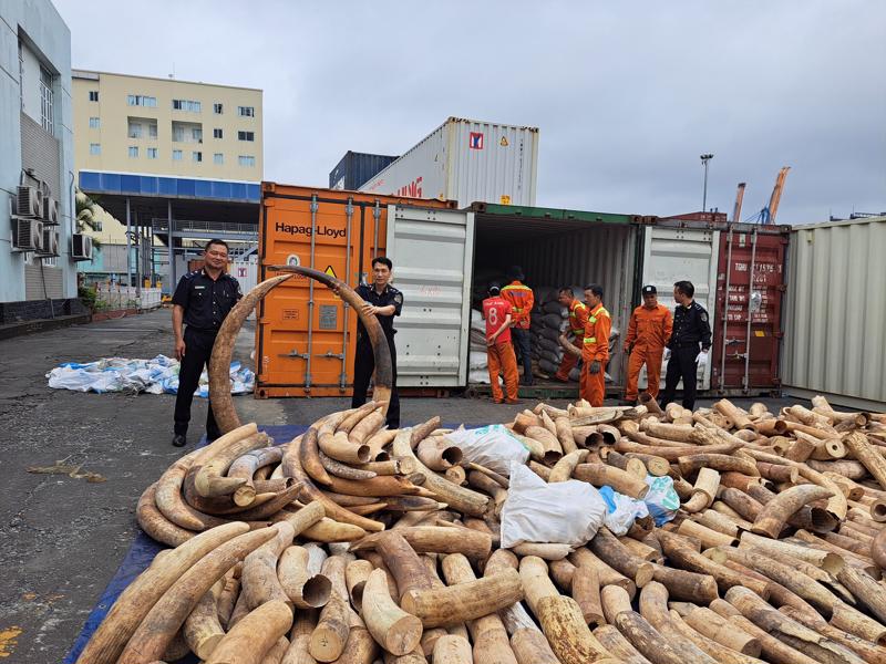 Vụ bắt giữ 7 tấn ngà voi nhập lậu từ châu Phi qua cảng Hải Phòng 
