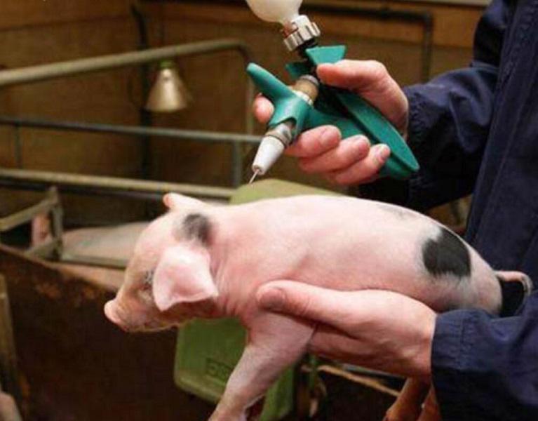 Trong một năm qua, đã có hơn 650.000 liều vaccine dịch tả lợn châu Phi được tiêm phòng cho lợn.