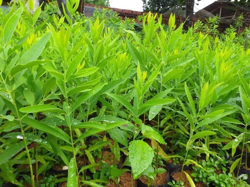 Baby sandalwood plants. Photo: ISRF