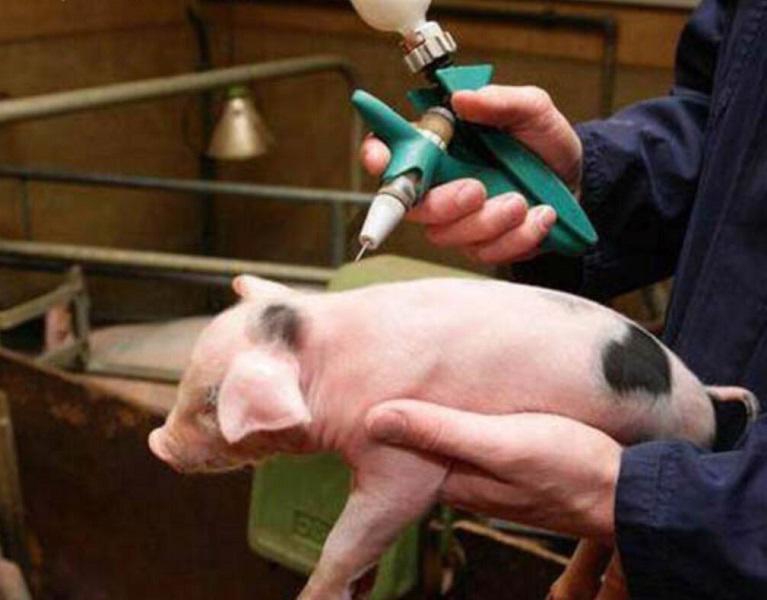 2 million doses of local swine fever vaccine to go to Indonesia and Philippines