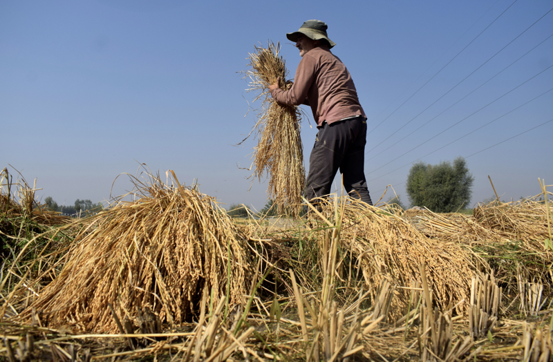 Một nông dân đang thu hoạch lúa ở Ấn Độ - Ảnh: Reuters.