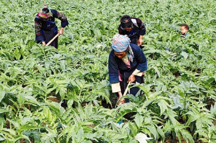Việt Nam có nguồn thảo dược thiên nhiên phong phú, với hơn 5.000 loài cây thuốc.