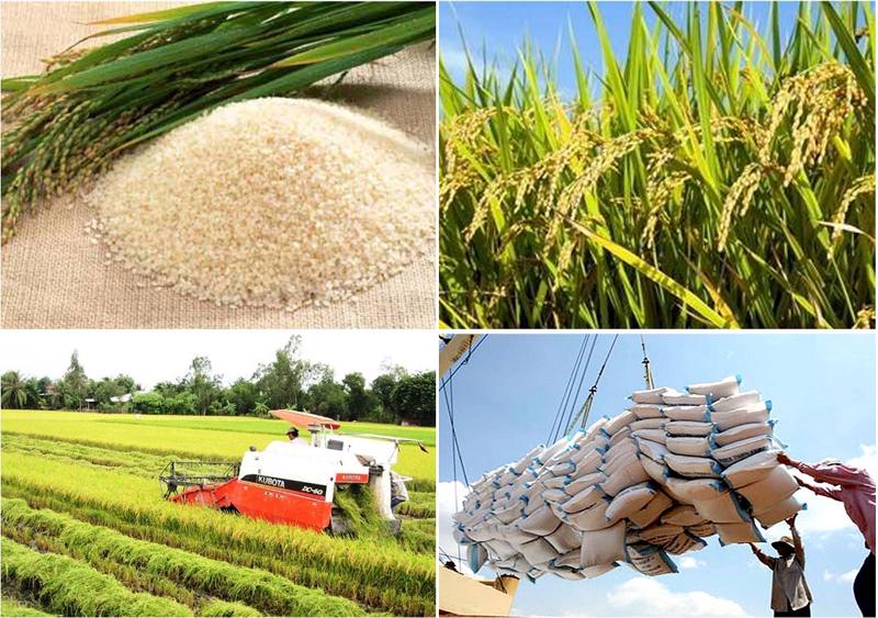 Thị trường gạo thế giới trở nên nóng hơn bao giờ hết, trong khi giá gạo Việt Nam xuất khẩu cũng tiếp tục leo lên mức cao hiếm có trong lịch sử.