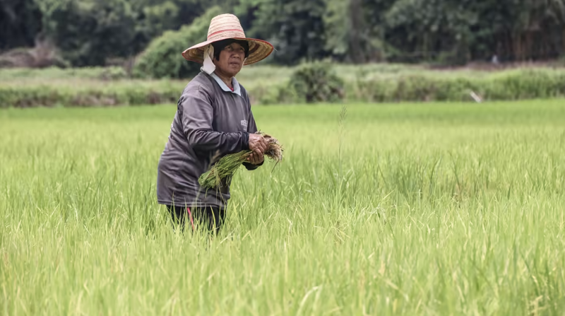 Một nông dân Thái Lan trên ruộng lúa - Ảnh: Nikkei.