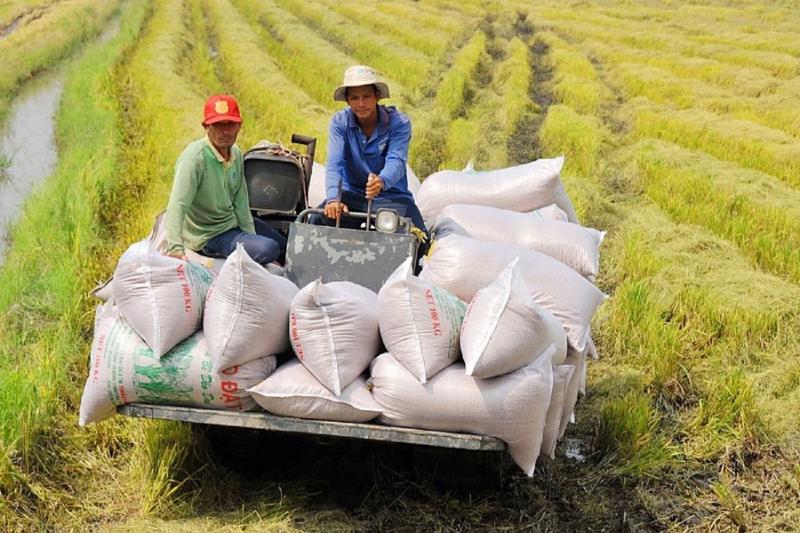 Tăng diện tích và sản lượng lúa để đáp ứng nhu cầu xuất khẩu.