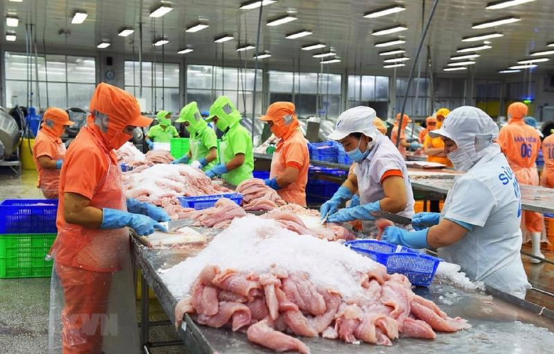 Pangasius being processed for export.
