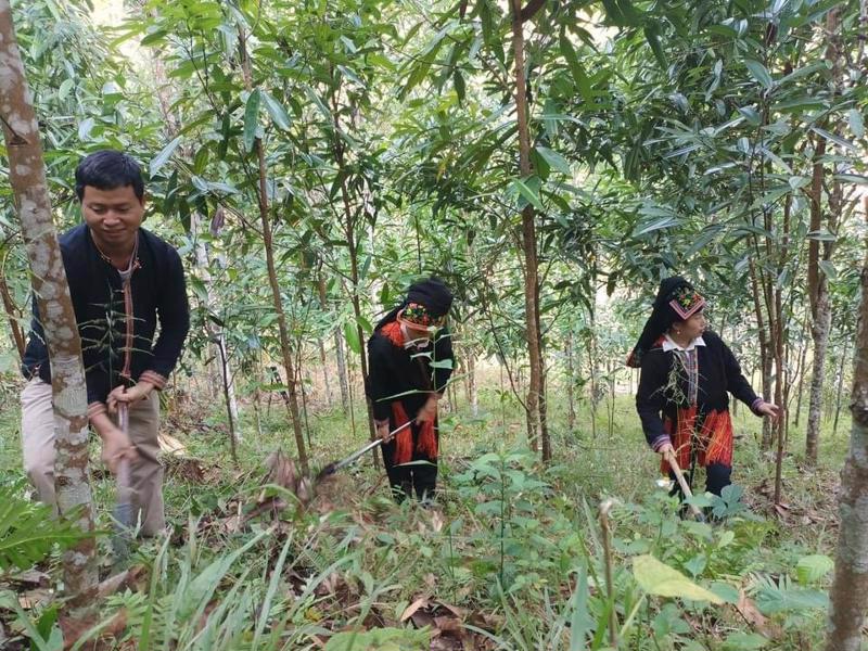 The cinnamon growing area in Lao Cai province has expanded eight-fold since 2012.
