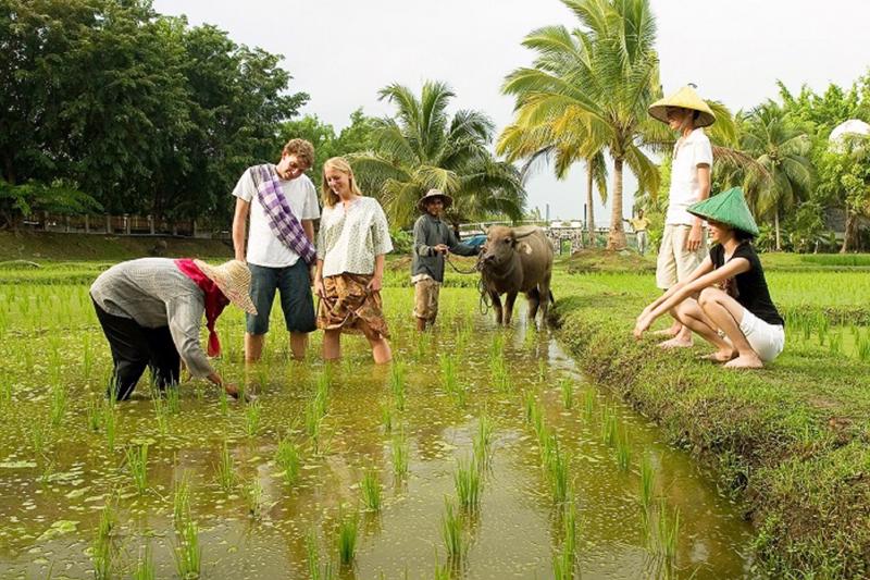 Du lịch trải nghiệm trồng lúa.