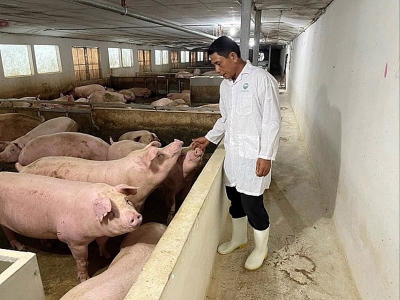Tổng đàn lợn cả nước hiện còn gần 27 triệu con sẽ đảm bảo nhu cầu cho người dân trong dịp Tết 2024.
