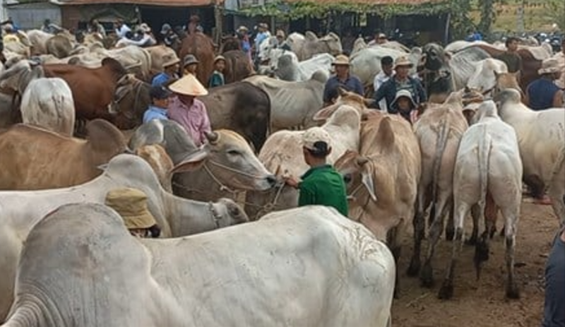 Chợ trâu bò ở Campuchia sát biên giới với Việt Nam, đây là nguồn nhập lậu vào Việt Nam.