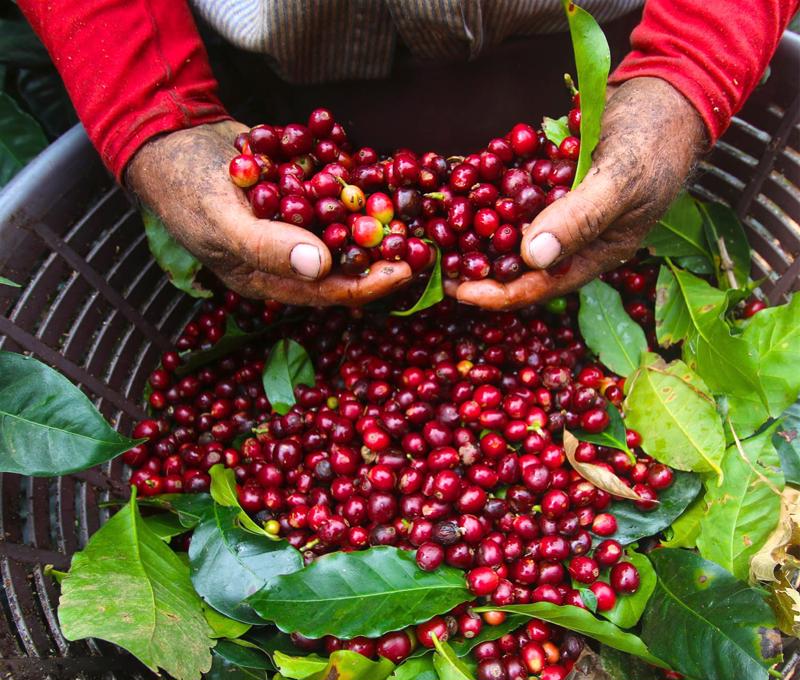 Cà phê Tây Nguyên là một trong những nông sản xuất khẩu chủ lực của Việt Nam.