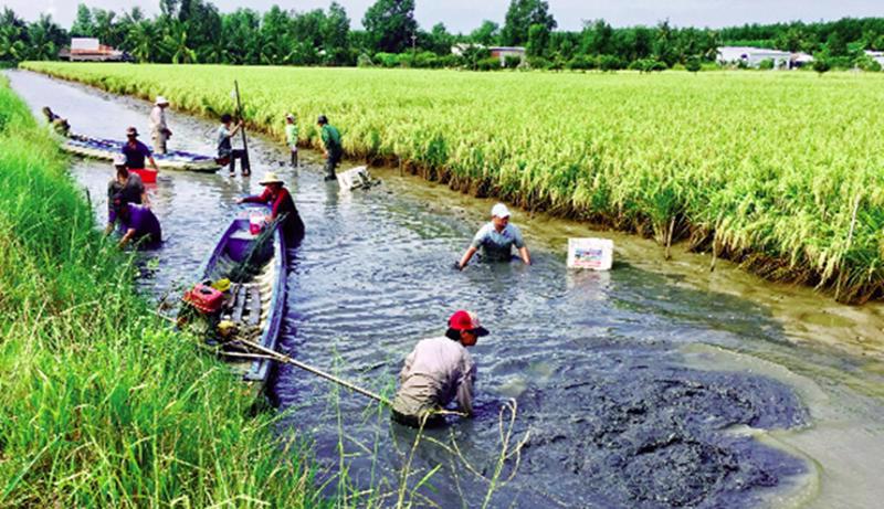 A shrimp-rice farming model expected to help reduce emissions. 