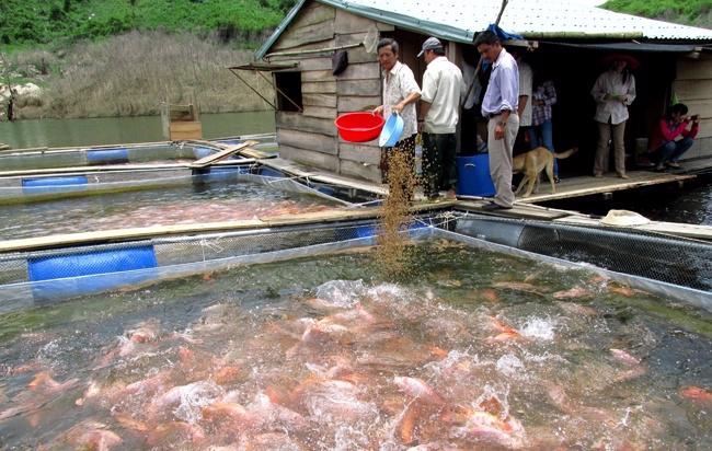 Mô hình nuôi cá bè trong lòng hồ thủy điện tại Quảng Nam
