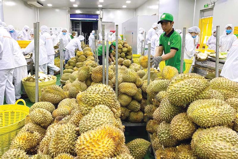 Durian is one of Vietnam’s key export items.