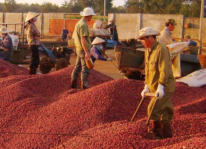 Xuất khẩu cà phê đang được giá, nhưng sản lượng thu hoạch lại giảm.