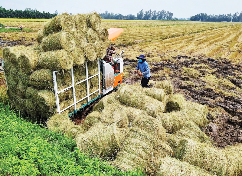 Straw is collected after the rice harvest to produce cattle feed and other products.