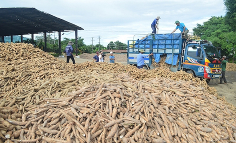 Ngành sắn đang mất cân đối giữa nguyên liệu và chế biến