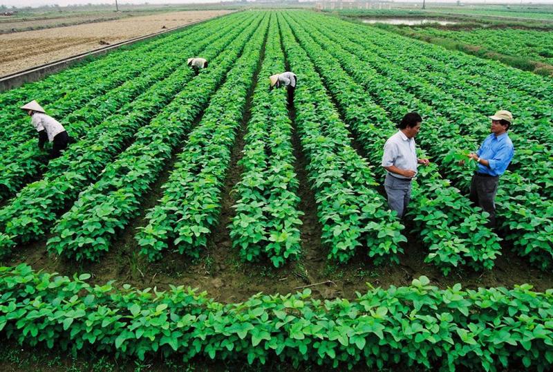 Phát triển nông nghiệp bền vững không thể thiếu vai trò của các hợp tác xã.
