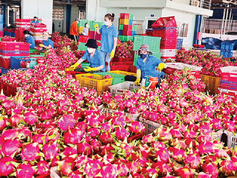 Đóng gói trái thanh long tại HTX Thuận Tiến để xuất khẩu sang EU.
