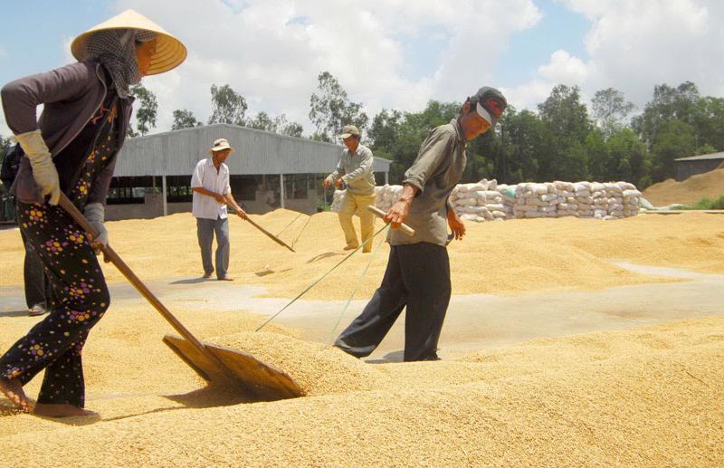 Việt Nam đang hướng tới trở thành quốc gia tiên phong trong sản xuất lúa chất lượng, giảm phát thải, phát triển theo hướng xanh và bền vững.