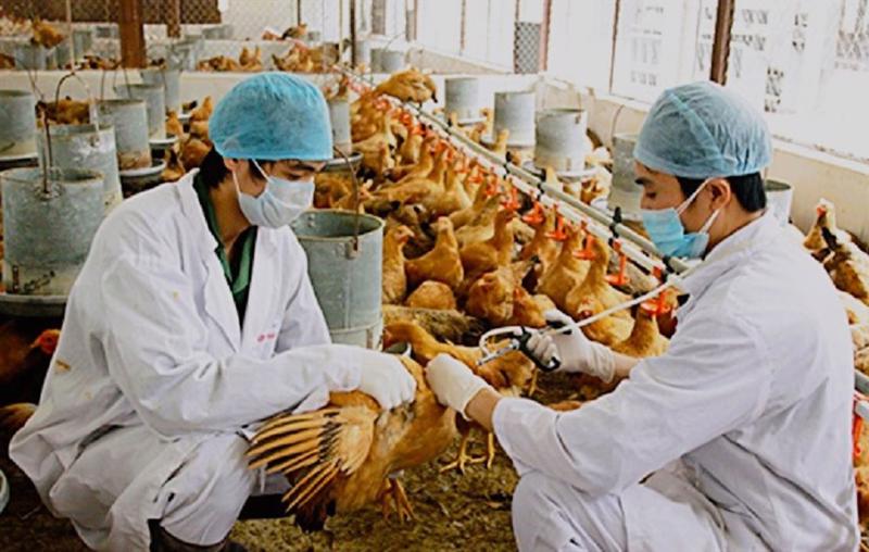 Bộ Nông nghiệp và Phát triển nông thôn đã không cho phép sử dụng kháng sinh với mục đích kích thích sinh trưởng trong chăn nuôi từ 1/1/2018. Ảnh minh họa. 