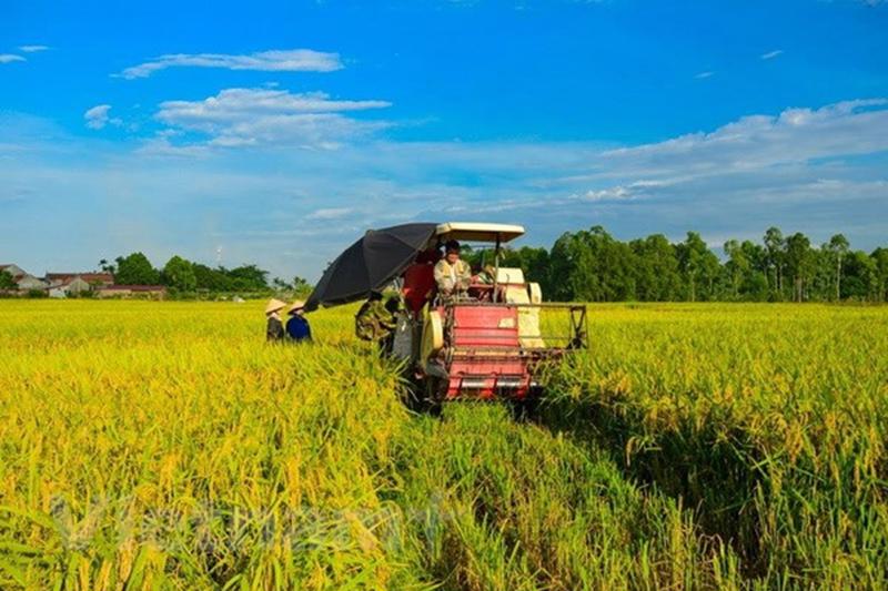 Sản lượng lúa năm 2023 đáp ứng nhu cầu tiêu dùng trong nước, đảm bảo an ninh lương thực, phục vụ chế biến và xuất khẩu.