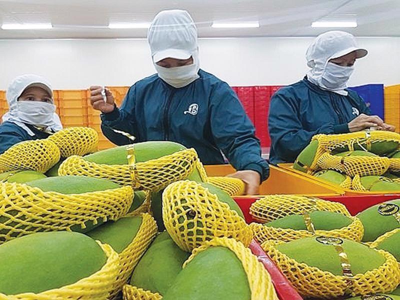 Xoài là một trong những trái cây của Việt Nam đã thâm nhập được vào thị trường Hoa Kỳ.