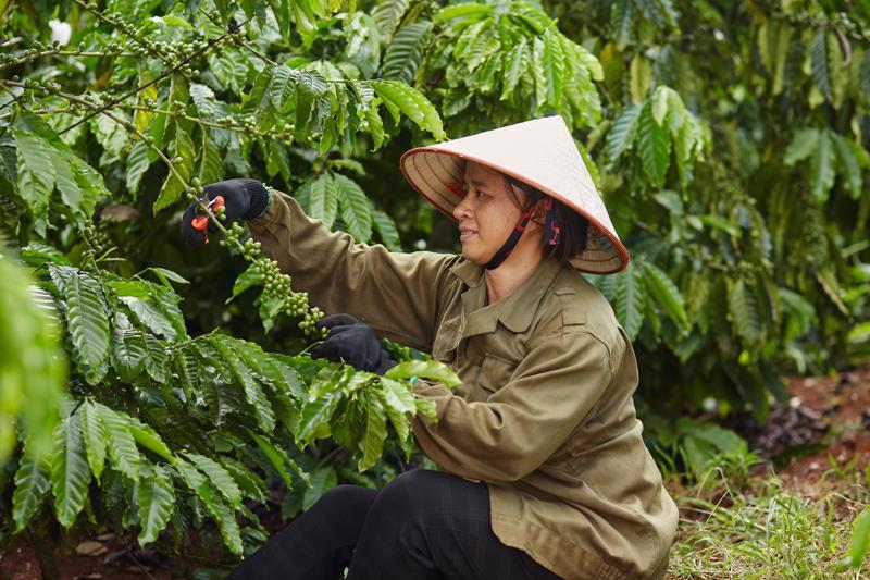Vietnam is to have 107,000 hectares growing high-quality coffee by 2025. 
