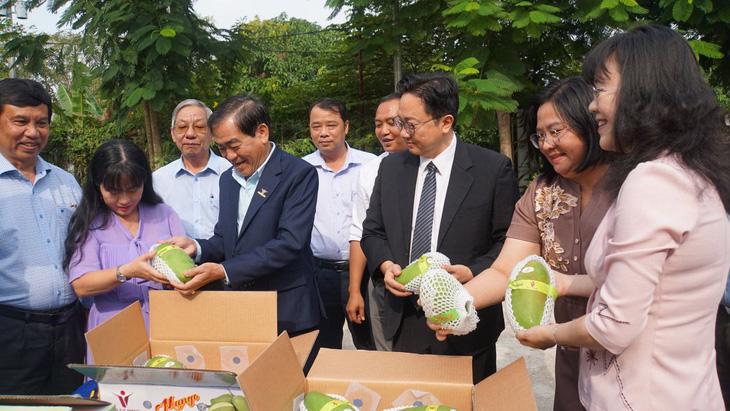 The first batches of green-skinned mangoes have been exported to Australia and the US. Photo: tuoitre.vn