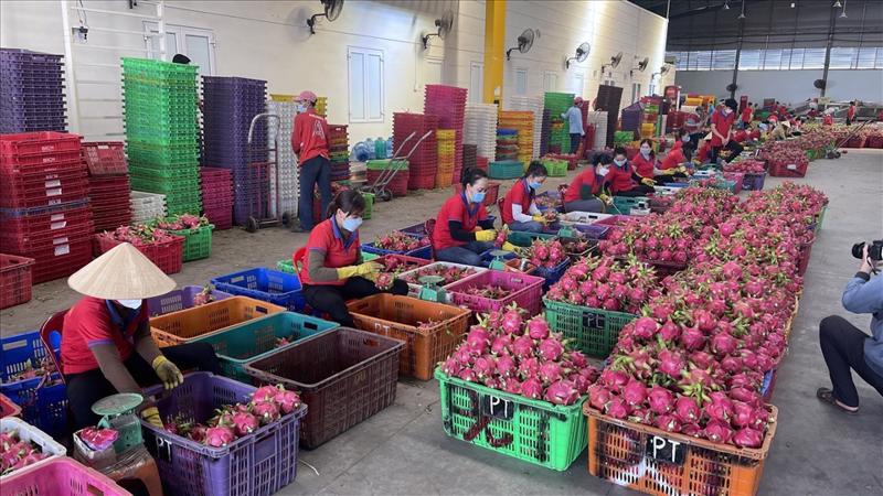 Văn phòng SPS Việt Nam khuyến cáo doanh nghiệp nông sản thận trọng khi xuất hàng sang Trung Quốc 