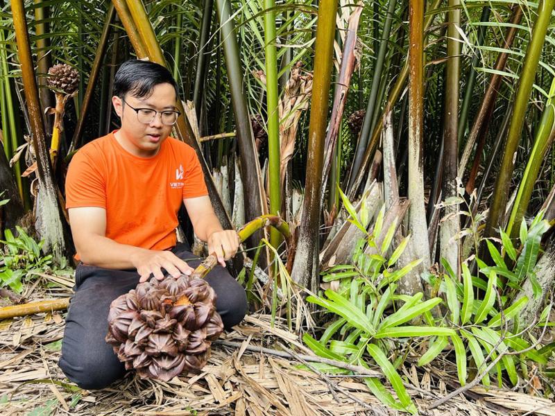 Ông Phan Minh Tiến, Giám đốc Công ty TNHH Phát triển dừa nước Việt Nam (VIETNIPA), doanh nghiệp tận dụng một tài nguyên tự nhiên là dừa nước để phát triển nguồn thu nhập cho bà con nông dân Cần Giờ TP.HCM - Ảnh minh họa.