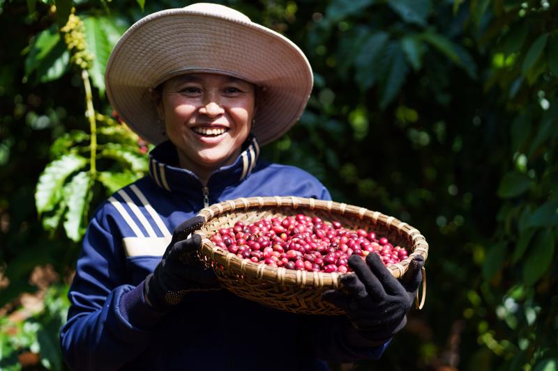 Cà phê là một trong những nông sản thế mạnh của Việt Nam - Ảnh minh hoạ