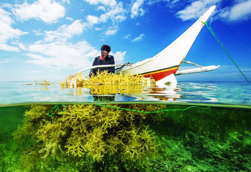 Đưa rong - tảo biển trở thành ngành hàng chính trong lĩnh vực thủy sản.