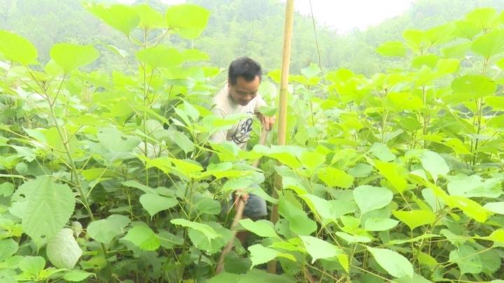 Tổng diện tích trồng cây gai xanh toàn tỉnh Thanh Hóa hiện nay là hơn 634 ha.
