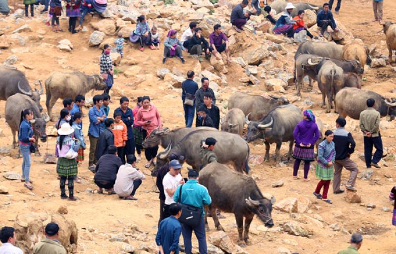 Chợ trâu Cán Cấu nằm ở thôn Cán Chư Sử, xã Cán Cấu, huyện Si Ma Cai, tỉnh Lào Cai, là nơi giao thương gia súc nổi tiếng giữa người Việt Nam và Trung Quốc.