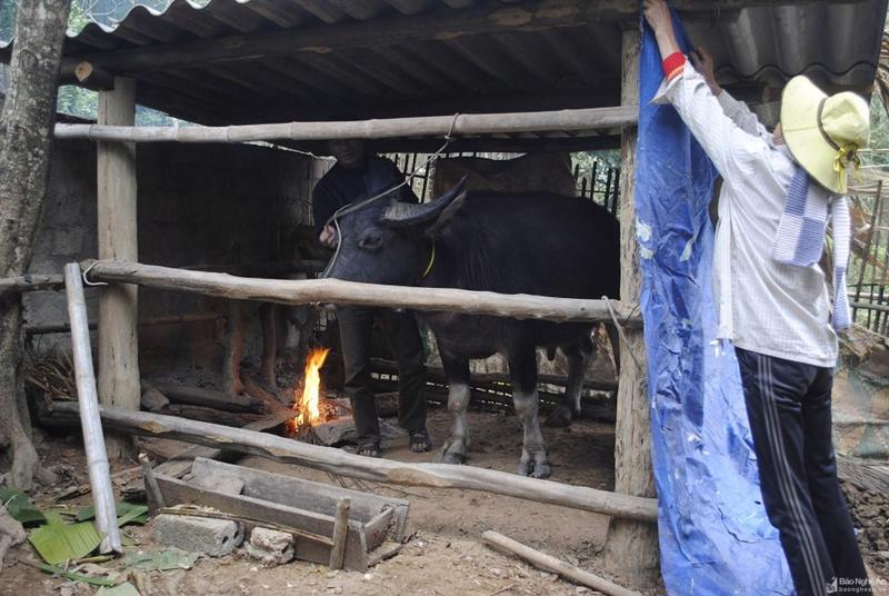 Khu vực miền núi các tỉnh Bắc Trung Bộ do nhiệt độ xuống thấp, người dân 'mặc áo', đốt lửa sưởi ấm cho gia súc