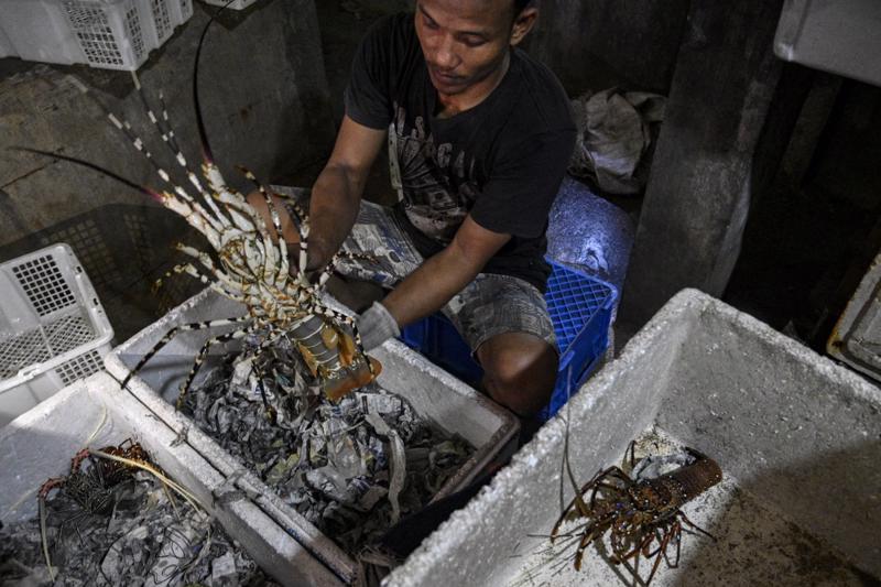 Indonesia hiện là nhà cung cấp tôm hùm lớn thứ 5 của Trung Quốc - Ảnh: Getty Images