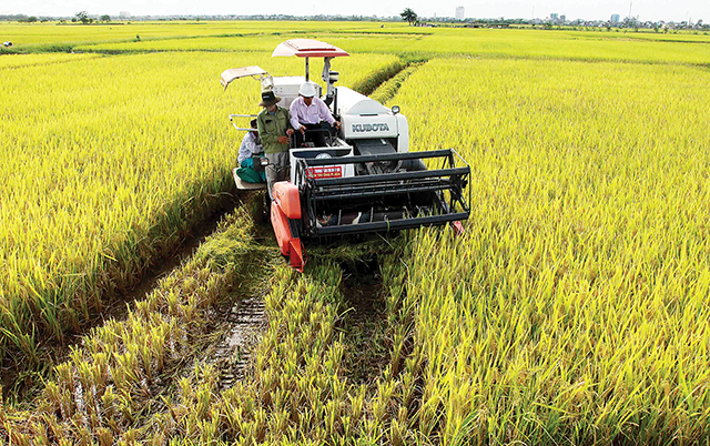 Cơ giới hóa khâu thu hoạch lúa hiện đạt 65%
