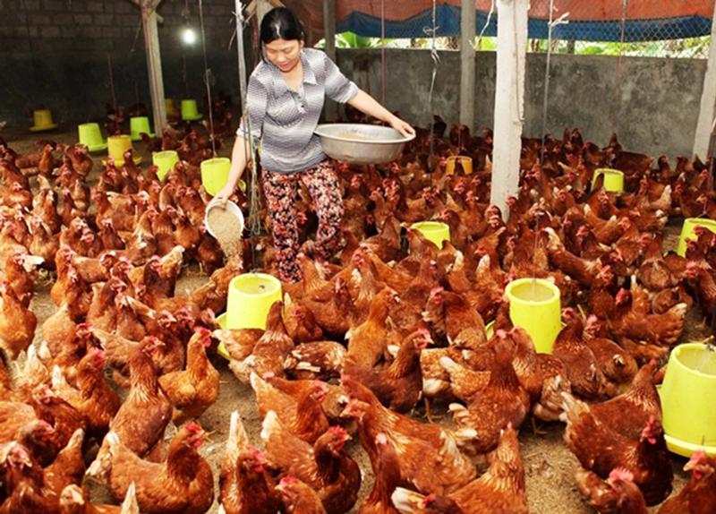 Việt Nam sẽ có cơ hội xuất khẩu thịt gà sang thị trường Trung Quốc