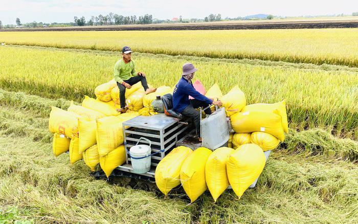 Gạo của Việt Nam chiếm trên 80% tổng lượng gạo nhập khẩu của Philippines.