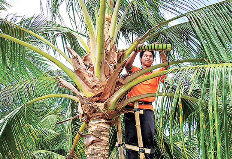 Nông dân liên kết mô hình Sokfarm thu hoạch mật dừa.