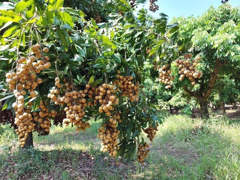 Longans are among the top 5 fruit trees with the largest growing area in Vietnam.