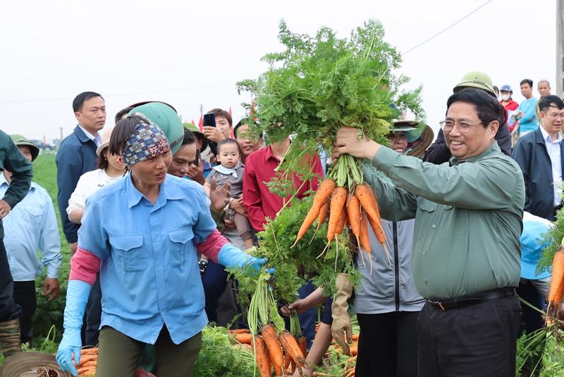  Thủ tướng Phạm Minh Chính và đoàn công tác thăm vùng sản xuất cà rốt tập trung phục vụ xuất khẩu đầu Xuân Giáp Thìn tại xã Đức Chính, huyện Cẩm Giàng.